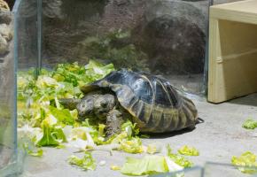 Janus, la tortue bicéphale du Muséum d'histoire naturelle a croisé plus de 5 millions de visiteurs. DR