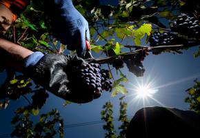 Aujourd’hui, 11 millions de litres de vins sont fabriqués dans la région genevoise. FRED MERZ