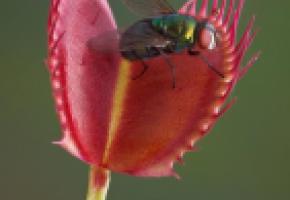 Les plantes carnivores: une solution radicale pour se débarrasser des mouches. 123RF/CATHY KEIFER