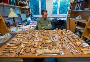 L’institution genevoise possède une impressionnante collection d’os. PHILIPPE WAGNEUR-MUSéUM GENèVE