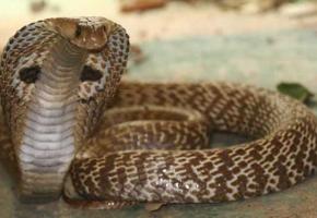 Le cobra indien est connu pour être hautement dangereux. DR 