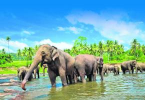 Les éléphants sont les rois du Sri Lanka. La cité historique de Polonnaruwa, inscrite au Patrimoine mondial de l’Unesco. Complément balnéaire aux Maldives (ici le Vilu Reef), à 1h30 de vol. Bouddha, dans le temple du Rocher, à Dambulla. 