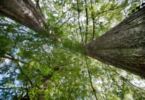 Les premiers métaséquoia glypstroboides du Jardin botanique ont été plantés en 1947. MANUEL FAUSTINO