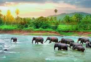 Destination écologique majeure, le Sri Lanka abrite, par exemple, 400 éléphants au sein du Uda Walawe National Park.   