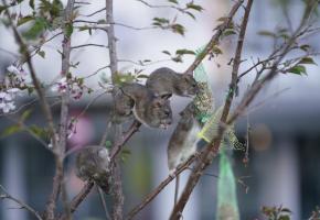 Des rats juchés sur des branches en train de soutirer la nourriture aux oiseaux. 