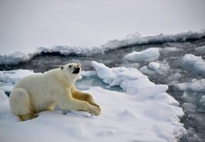 La rencontre avec l’ours blanc justifie un voyage dans l’archipel du Svalbard, dont le Spitzberg est l’île principale.