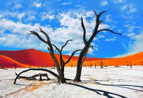Les dunes de Sossusvlei Park, dans l’ouest du pays, sont emblématiques de la Namibie. 123RF/OLEG ZNAMENSKIY 
