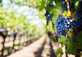 Le contrôle de la vendange a pour but essentiel de garantir la traçabilité du vin 