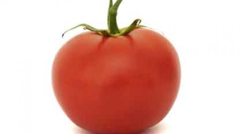 «Fête de la tomate»