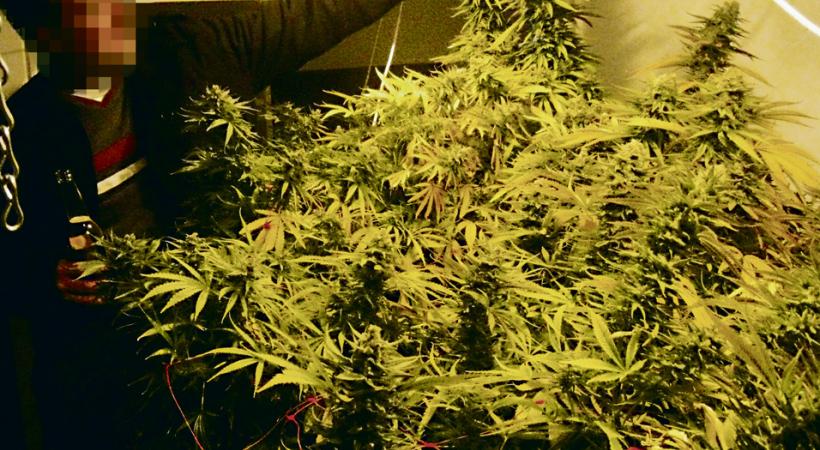 Une culture de cannabis indoor mise à jour par la police. 