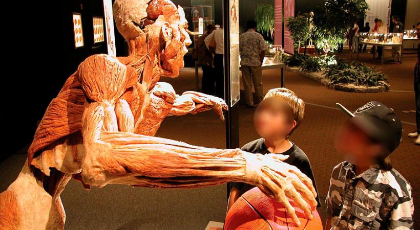 L’exposition révèle les secrets de notre anatomie, de la naissance à la mort. DR