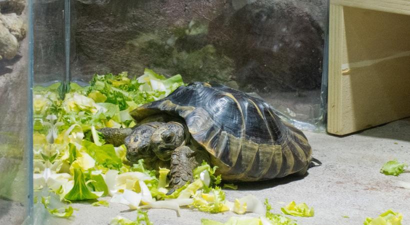 Janus, la tortue bicéphale du Muséum d'histoire naturelle a croisé plus de 5 millions de visiteurs. DR