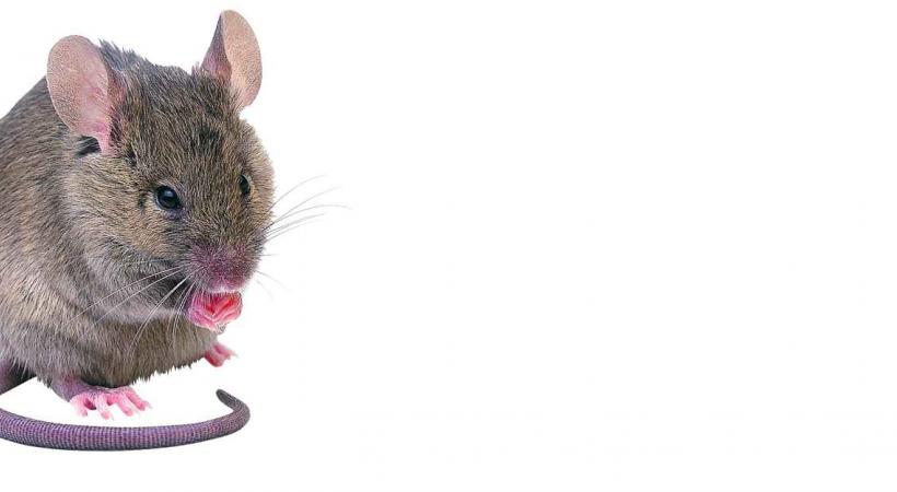 Les souris importunent les fonctionanires de l'OCP.