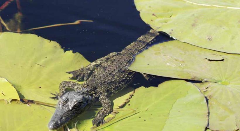 Tiens, là, un petit crocodile est posé sur une plante aquatique!