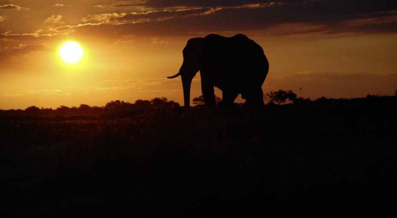 Au Botswana, l'éléphant est roi.