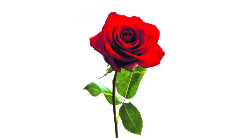 BOTANIQUE - «66e concours international de roses nouvelles»