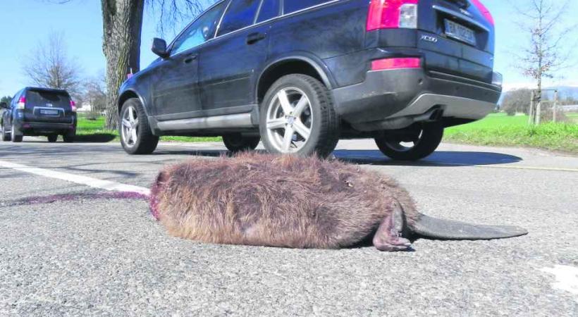 Un gros mâle de 17 kils a trouvé la mort à proximité de son étang. 