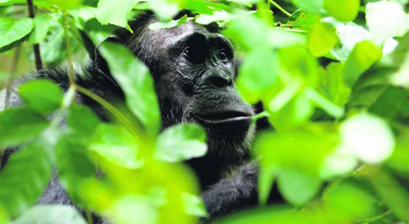 Rencontre avec un Chimpanzé dans le Parc national de Mahalé.