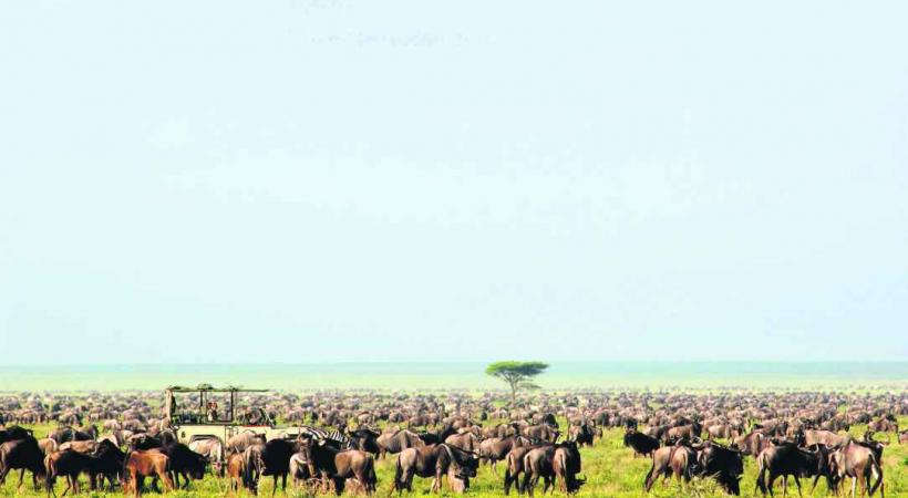 Le Parc national Serengeti est, avec le Masaï Mara au Kenya voisin, le théâtre spectaculaire des migrations des gnous.