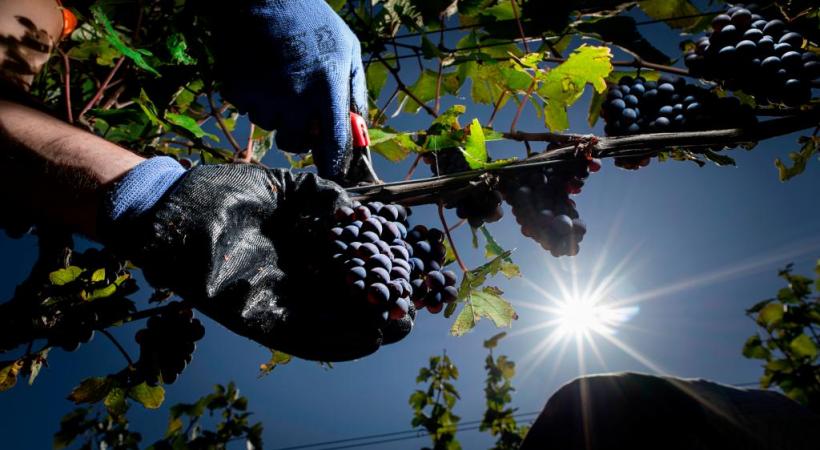 Aujourd’hui, 11 millions de litres de vins sont fabriqués dans la région genevoise. FRED MERZ