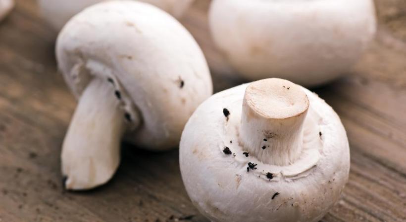  Bouchées de champignons  de Paris à la féra