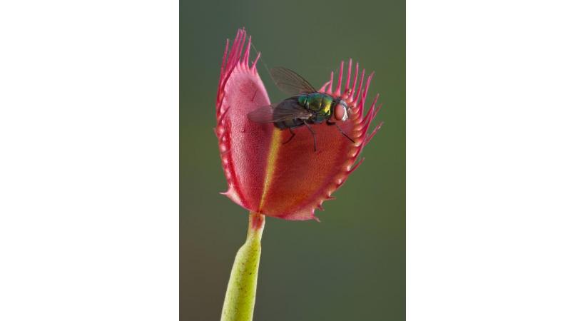 Les plantes carnivores: une solution radicale pour se débarrasser des mouches. 123RF/CATHY KEIFER