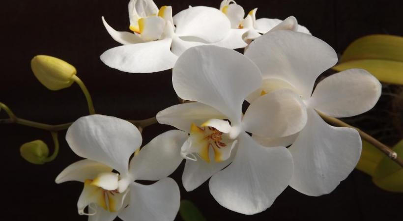Voir apparaître de nouvelles fleurs sur une orchidée exige de la patience. 