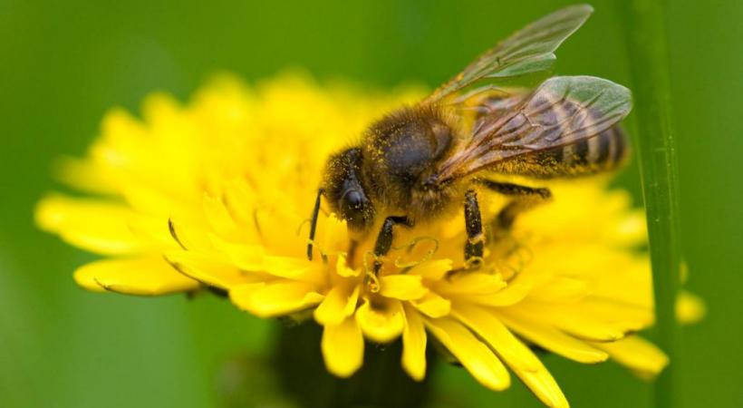 On se pique de sympathie pour l’abeille, reine de la pollinisation des plantes. NICOLAS DUPRAZ