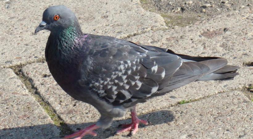 Deux pigeons ont été égorgés à Plainpalais… DR 
