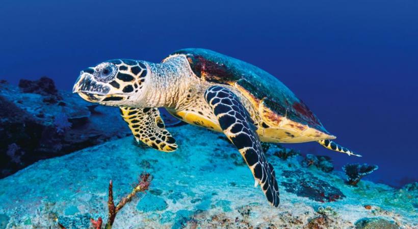 Pieuvres, tortues, raies et mérous, fréquentent les fonds marins. DR