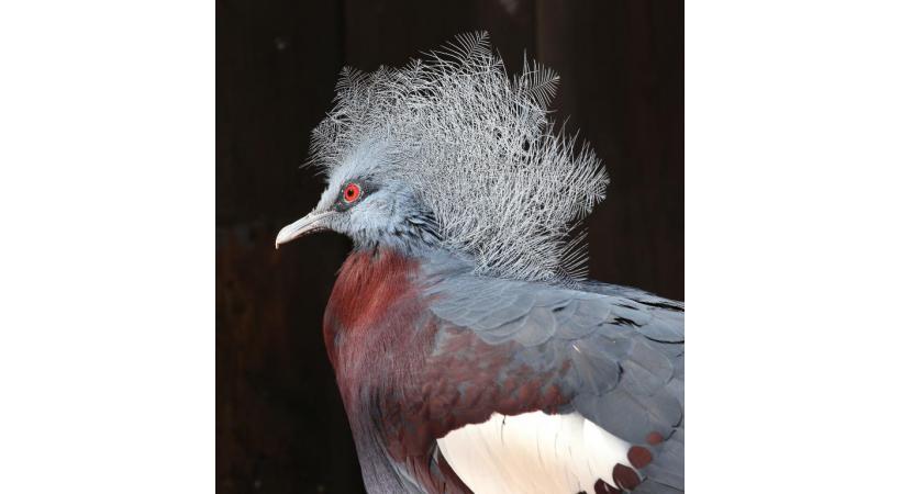 Manchots de Humboldt. YVES THONNERIEUX/DR Le parc compte quelques specimend d’ibis rouges. YVES THONNERIEUX/DR Le spectacle des oiseaux en vol. DR 