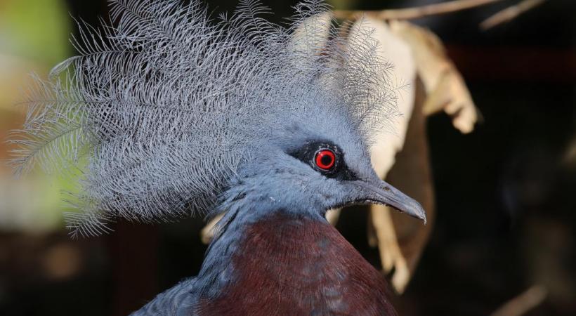 Manchots de Humboldt. YVES THONNERIEUX/DR Le parc compte quelques specimend d’ibis rouges. YVES THONNERIEUX/DR Le spectacle des oiseaux en vol. DR 