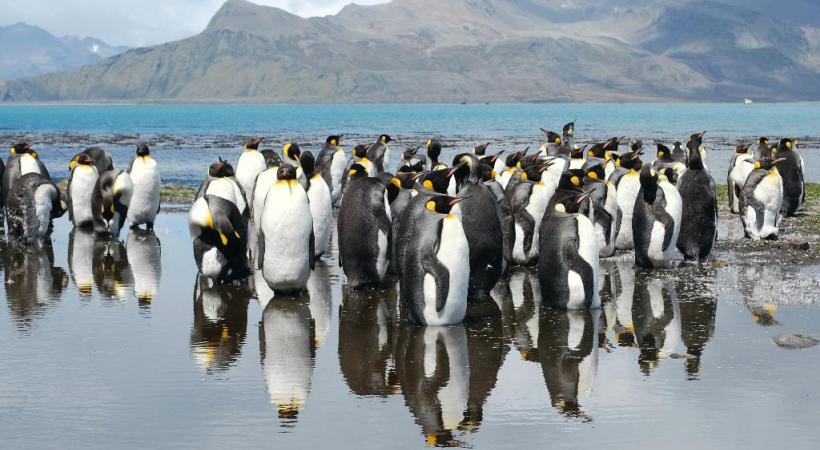 Les pingouins font figure de stars en Antarctique. ANDREA MEADER Le Zodiac permet de louvoyer dans les zones les plus inaccessibles . ANDREA MEADER La nature se plaît à sculpter les plus belles structures glacées. ANDREA MEADER 