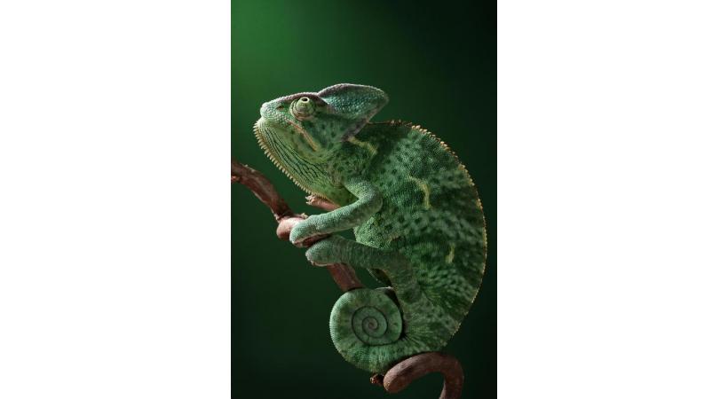 Un caméléon de l’exposition des reptiles vivants des quatre coins du monde. DR 