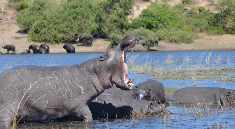 Les «hippos» sont les maîtres des eaux. ALAIN BOSSU Panthère dans  la réserve.  RêVES AFRIQUE Les enfants sont très attentifs aux explications des guides. &BEYOND Le lion reste le roi de la savane... ALAIN BOSSU Safari dans la réserve de Moremi. OKUTI CAMP 
