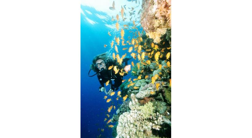 Face à face imprévu avec un sympathique Nemo. Les fonds de la Mer Rouge sont connus pour leurs couleurs. Rencontre impressionnante aux Maldives. 