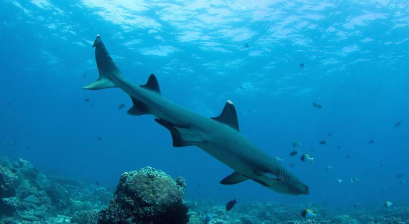 Face à face imprévu avec un sympathique Nemo. Les fonds de la Mer Rouge sont connus pour leurs couleurs. Rencontre impressionnante aux Maldives. 