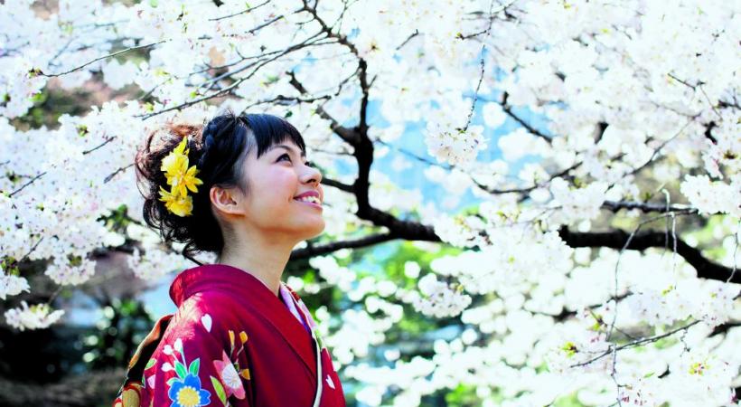 La carte postale du Japon avec le Fujisan (Mont Fuji), le lac Kawaguchi et les cerisiers en fleurs. HISTOIRE & VOYAGES Le Japon en fleurs au printemps. HISTOIRE & VOYAGES Des maikos (apprenties geisha) à Kyoto. HISTOIRE & VOYAGES Le Pavillon d’Or de Kyoto et un mariage traditionnel nippon à Tokyo. HISTOIRE & VOYAGES 