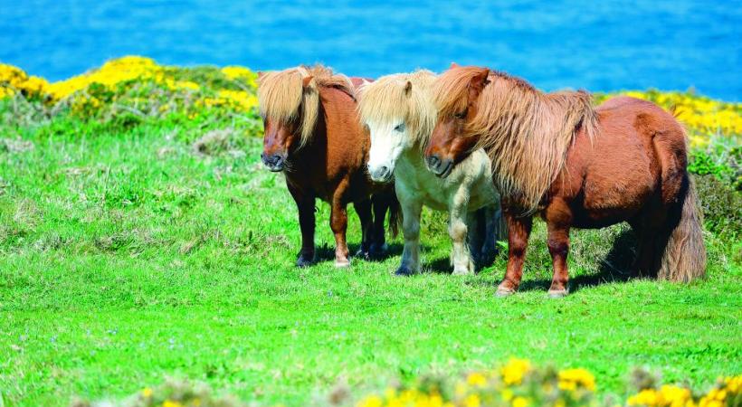Les fameux petits poneys des îles Shetland sont un des symboles de l’Ecosse. Les mégalithes du Cercle de Brodgar. Le Loch Ness et les ruines d’Urquhart. Le M/S Berlin n’accueille que 380 passagers. 
