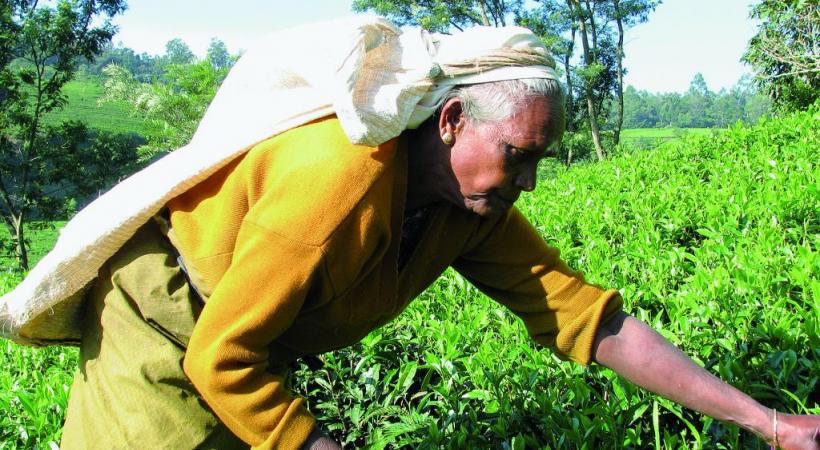 Récolte du thé à Nuwara Eliya. ALAIN BOSSU