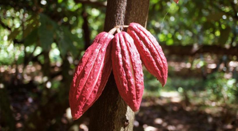 Cabosses de cacao criollo. Chocolaterie Robert 