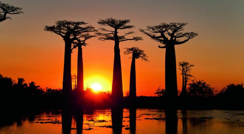 La fameuse allée des baobabs, l’un des sites les plus photographiés de Madagascar, se trouve à moins de 20 kilomètres de la cité balnéaire de Morondava, côté canal du Mozambique. ONTM