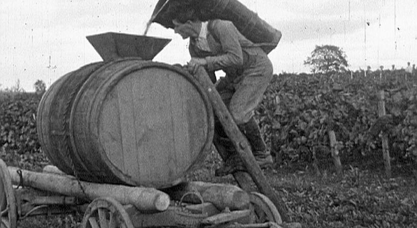 En l’espace de quelques décennies, la viticulture genevoise est passée d’un artisanat «intuitif» à une véritable science du vin.  MARC BRACHARD