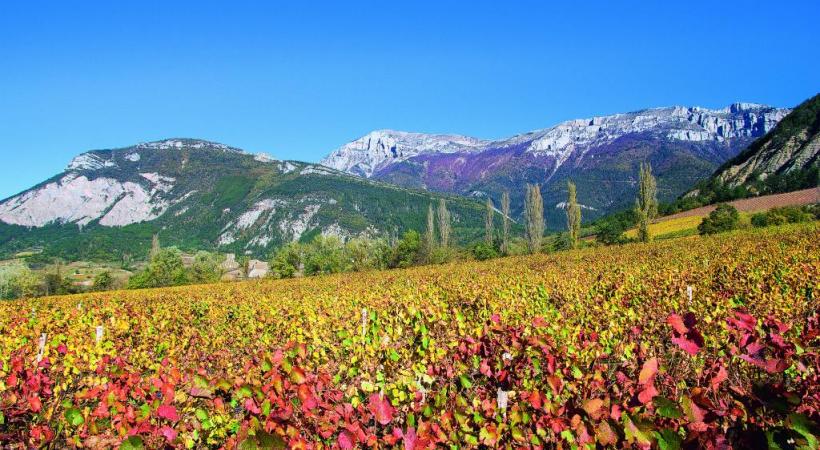 De la Drôme des collines à la Drôme provençale, le vignoble s’étend sur plus de 20’000 hectares. DR 