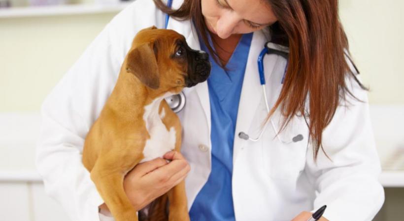 Vétérinaire: plus qu’une profession. GETTY IMAGES/PEOPLEIMAGES 