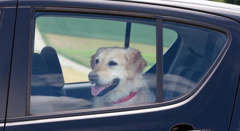Lors de grosses canicules, en moins de 10 minutes, un chien peut mourir s’il est seul dans une voiture. GETTY IMAGES/ PK PHOTOS 