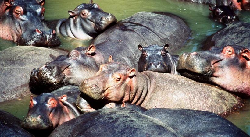 Quand les hippopotames font trempette à Masaï Mara.