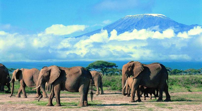Le parc d’Amboseli avec le Kilimandjaro en arrière-plan.