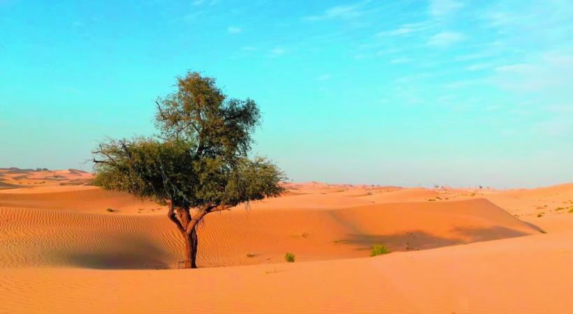 Abu Dhabi, un émirat au cœur du désert. DR 