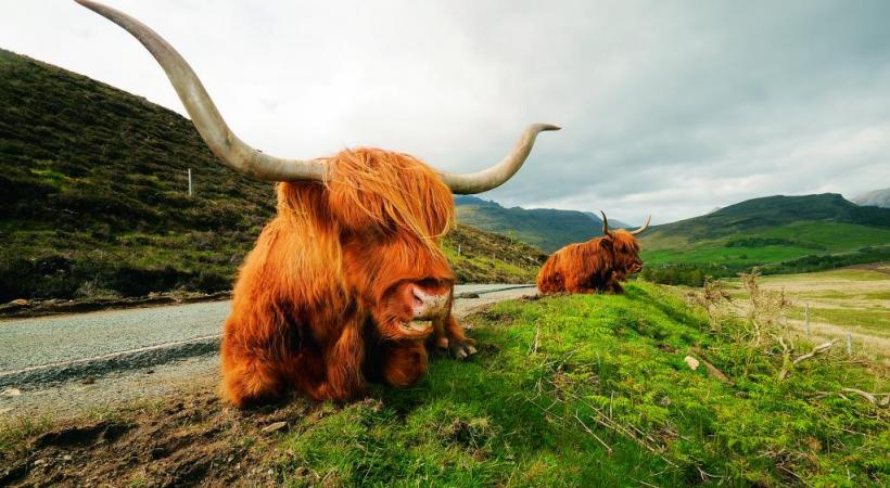 La highland est un bovin originaire du nord de l’Ecosse. 